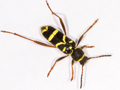 Clytus arietis